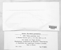 Valsa pustulata image